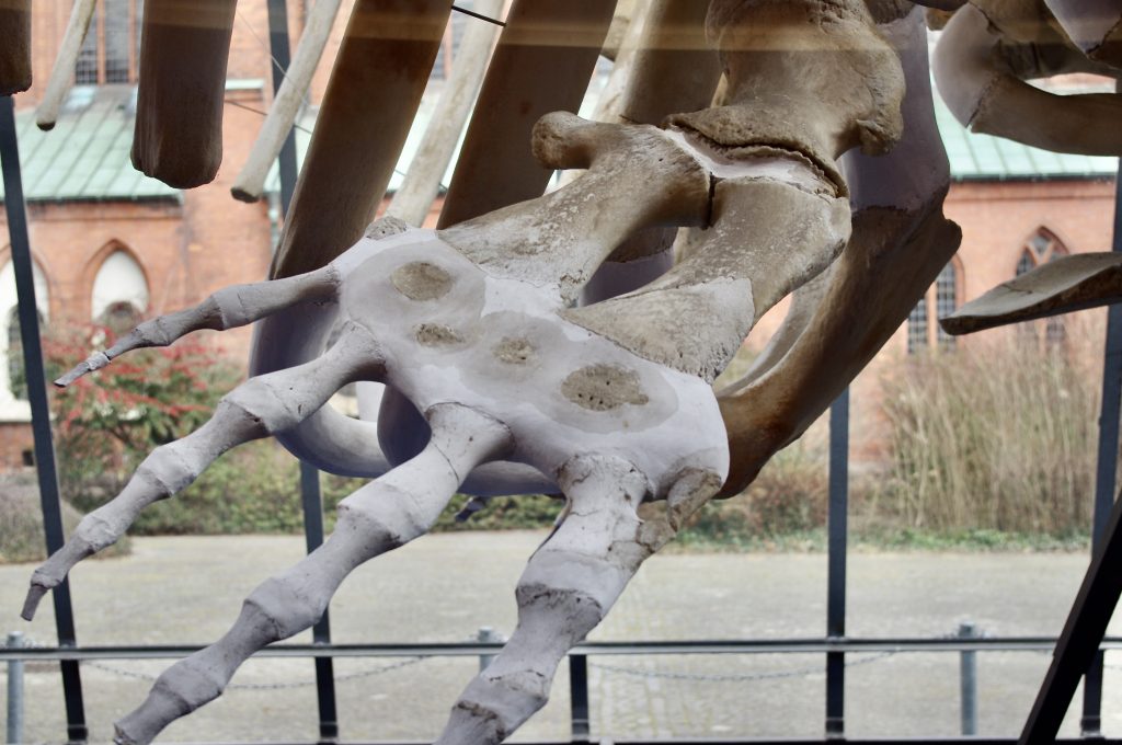 Dinosaurier im Museum für Natur und Umwelt