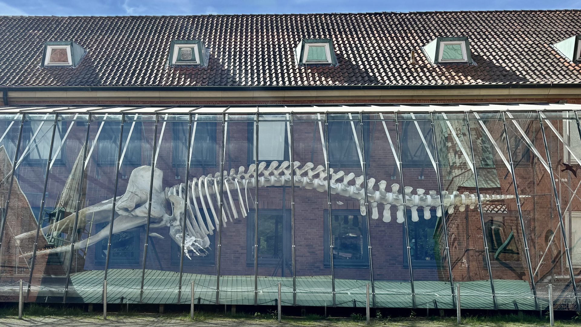 Dinosaurier im Museum für Natur und Umwelt in Lübeck