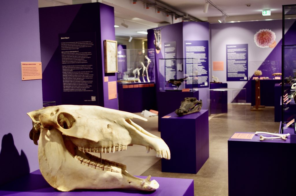 Bis auf die Knochen- Sonderausstellung im Museum für Natur und Umwelt