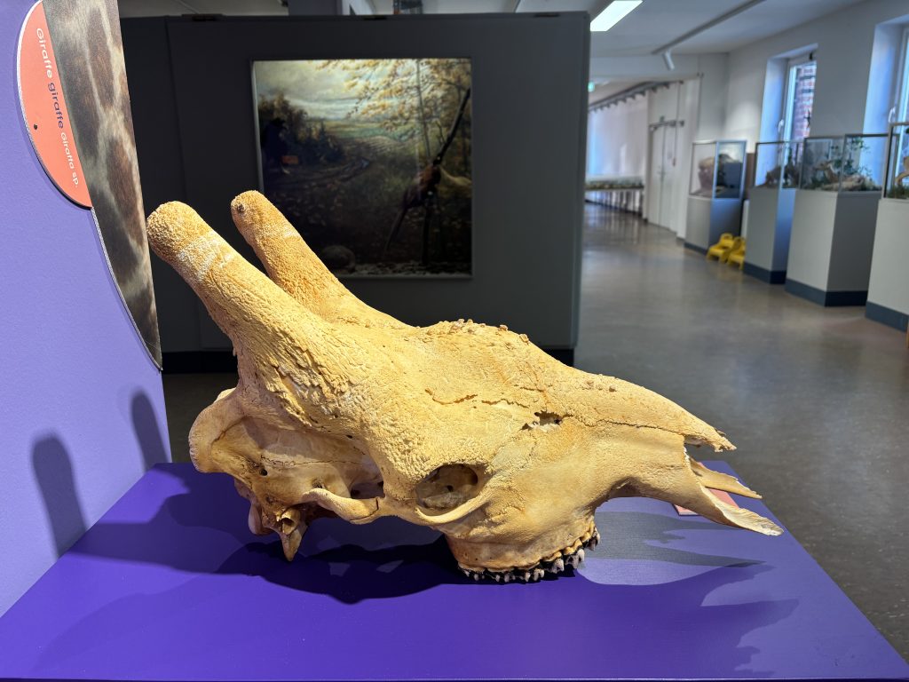 Der Schädel einer Giraffe